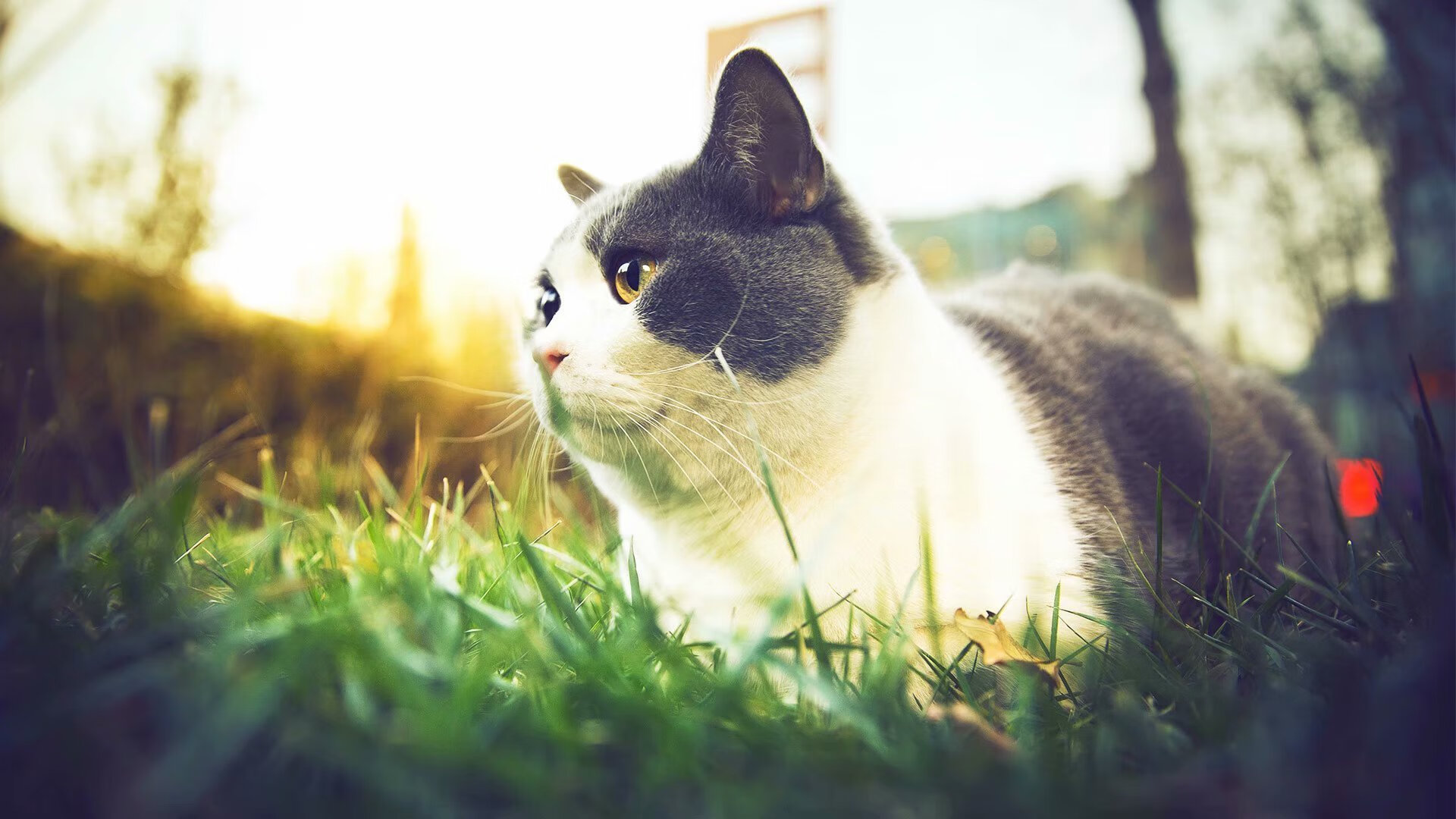 南非粉碎多特蒙德，罗德里，舞台越大，光芒越炽